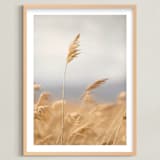 "marsh grass" - Art Print in Golden by Crystal Lynn Collins - Framed
