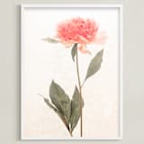 "a pink peony standing gracefully" - Art Print in vintage roseate by Qing Ji - Framed
