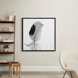 "Ruffled Feather" - Art Print in Black and White by Sarah Luna - In a Room