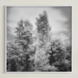 "InfraBotanical" - Art Print in Grey by Jeff Preuss - Framed