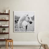 "Field Horse" - Art Print in Black and White by Natalie Uprichard - In a Room