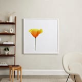 "California Poppy" - Art Print in Sparkling White by Corinne Aelbers - In a Room