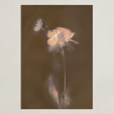 "Single Dahlia Flower" - Art Print in Earth by Sarah Hart Morgan - Unframed