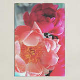 "Vintage Peonies" - Art Print in peachy pinks by HafnHafStudio - Unframed