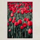 "Red Tulips" - Art Print in Red by Lucila Naves - Unframed