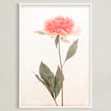 "a pink peony standing gracefully" - Art Print in vintage roseate by Qing Ji - Framed