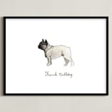 "French Bulldog Breed" - Art Print in White by Megan Kelso - Framed