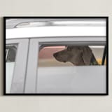 "dog" - Art Print in weimaraner gray by Gail Schechter - Framed