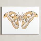 "Atlas Moth" - Art Print in soft orange by Natalie Groves - Framed Canvas