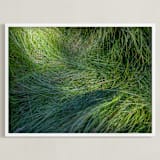 "A Deer Slept Here." - Art Print in Grass by DENiSE CREW. - Framed