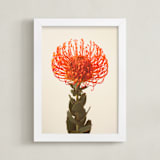 "Protea I" - Art Print in tangerine by Kamala Nahas - Framed