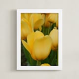 "Yellow Tulip" - Art Print in tulip yellow by Sea and Sky - Framed