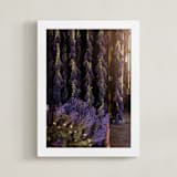 "Sun-Kissed Lavender" - Art Print in Deep Lavender by Hollie Renner Photography - Framed