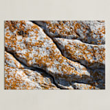 "Mediterranean Lichen" - Art Print in curcuma by Christiana Petschallies - Unframed