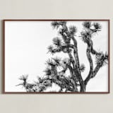 "Joshua Tree in September" - Art Print in Charcoal by Katie Doherty - Framed