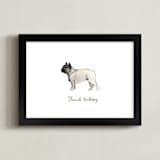 "French Bulldog Breed" - Art Print in White by Megan Kelso - Framed