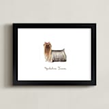 "Yorkshire Terrier" - Art Print in Brown by Megan Kelso - Framed