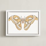 "Atlas Moth" - Art Print in soft orange by Natalie Groves - Framed Canvas