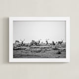 "tule elk" - Art Print in black and white by Crystal Lynn Collins - Framed