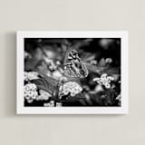 "Painted Lady" - Art Print in Black by Donna Rosser - Framed