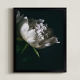 "Single Vintage Peony" - Art Print in soft white by Alexis Arnold - Framed