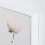 "Budding Peony" - Art Print in Pale Peony by jinseikou - Frame Close-up