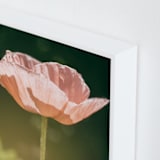 "Poppy Lit by the Sun" - Art Print in peach by Alexis Arnold - Frame Close-up