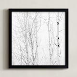 "White Aspens" - Art Print in Black and White by Jessica C Nugent - Framed