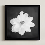 "Peony II" - Art Print in Charcoal by Ilze Lucero - Framed