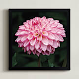 "Porcupine Dahlia" - Art Print in Pink Porcupine by A MAZ Design - Framed