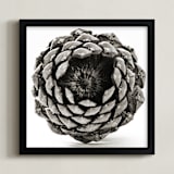 "Pine Cone Square " - Art Print in black and white by Alexis Arnold - Framed