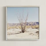 "Ocotillo" - Art Print in Desert Sky by Abby Laverick - Framed