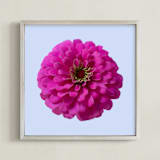 "Pink Zinnia" - Art Print in Pink by IGGI - Framed