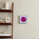 "Pink Zinnia" - Art Print in Pink by IGGI - In a Room