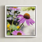 "Pink Daisies" - Art Print in hot pink by Alexis Arnold - Framed Canvas