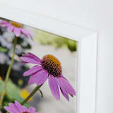 "Pink Daisies" - Art Print in hot pink by Alexis Arnold - Frame Close-up