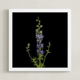 "stunning summer" - Art Print in purple by raven erebus - Framed