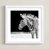 "Zebra" - Art Print in Black and White by Stephanie Sherman - Framed