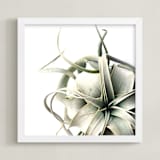 "Air Plant 1" - Art Print in Soft Green by Haley Warner - Framed
