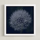 "Dandelion Stars" - Art Print in Midnight Blue by Johanna Phillips Huuva - Framed