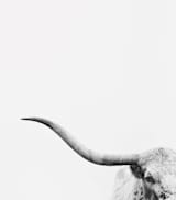 "Brandir" - Wall Mural in Grey by Amy Carroll - Full Size