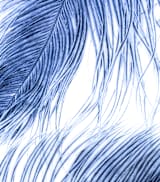 "Fine Feathered l" - Wall Mural in Sky Blue by Debra Pruskowski - Full Size