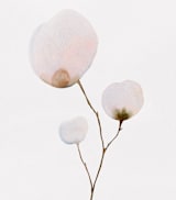 "Mokuren03" - Wall Mural in Pale Pink by jinseikou - Full Size