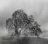 "in the rain" - Wall Mural in charcoal by Crystal Lynn Collins - Full Size