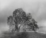 "in the rain" - Wall Mural in charcoal by Crystal Lynn Collins - Full Size