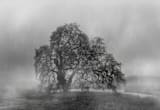 "in the rain" - Wall Mural in charcoal by Crystal Lynn Collins - Full Size