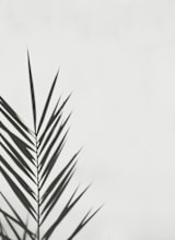 "One" - Wall Mural in Smokey by Stacy Cooke - Full Size