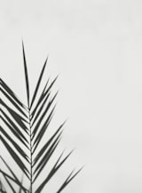 "One" - Wall Mural in Smokey by Stacy Cooke - Full Size