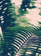 "Labyrinths" - Wall Mural in Forest Green by ALICIA BOCK - Full Size