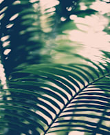 "Labyrinths" - Wall Mural in Forest Green by ALICIA BOCK - Full Size